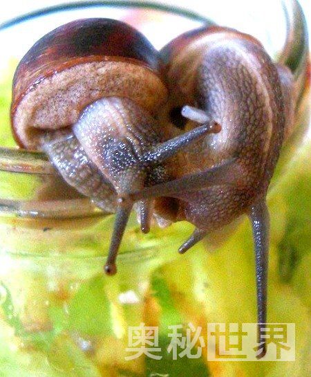 蜗牛和海蛞蝓