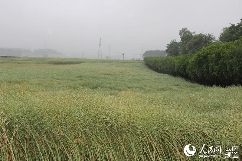 云南罗平：80万亩油菜籽丰收在即  摄影：申思仙