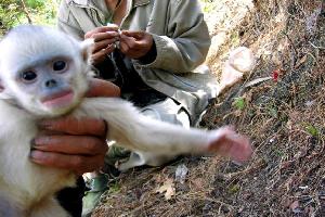 云龙县成功救治一只受伤的滇金丝猴