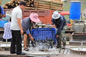 罗平县高原生态鱼受市场青睐