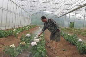 罗平县大力进行花卉种植