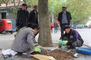 罗平县启动“行道树树池提档升级”工程