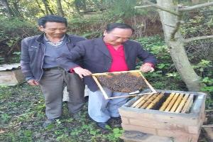 云南省农科院领导到富乐镇调研中蜂养殖 