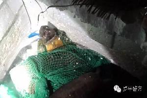罗平警务站查获国家一级保护动物平胸龟69只 