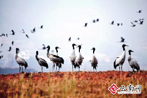 6只黑颈鹤“探路者”抵达云南会泽 比去年提早11天 