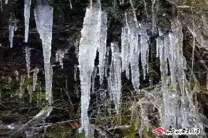 云南西双版纳州低温冷冻灾害造成25986人受灾 经济损失8508万元 