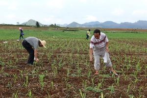 罗平县开展玉米新品种选优试验示范种植