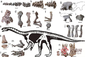 禄丰发现恐龙新属种 取名程氏星宿龙 演化过程非一般复杂