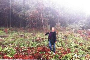 富源县一男子随意砍伐其购买的林木，民警：刑拘