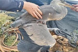 宣威警方救助保护动物灰鹭