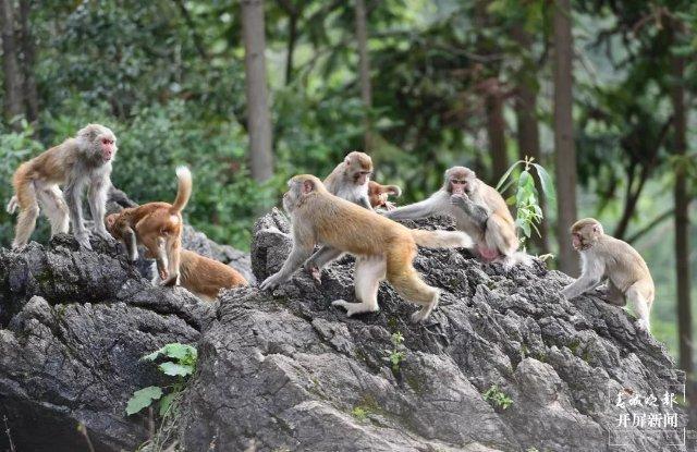 云南罗平县万峰山自然保护区猕猴快乐撒欢儿