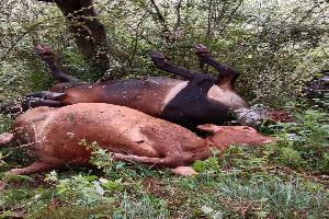 富源县突发雷击事件，6头牛被雷击身亡