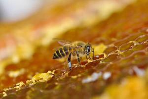 蜂蜜有哪些营养价值？过期的蜂蜜还可以冲水喝吗